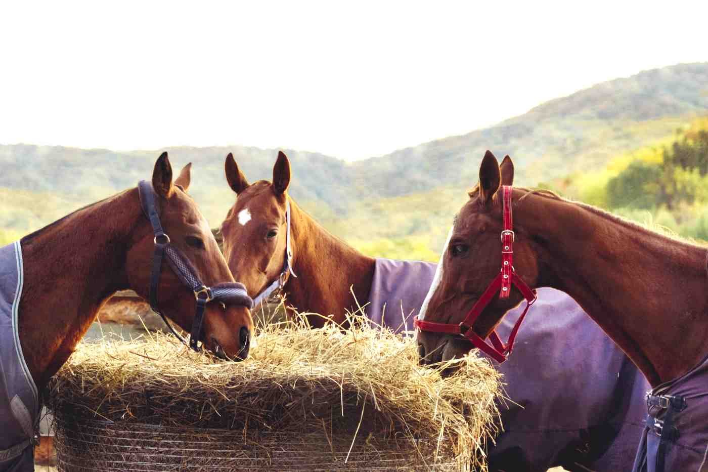 Cavalos comendo feno