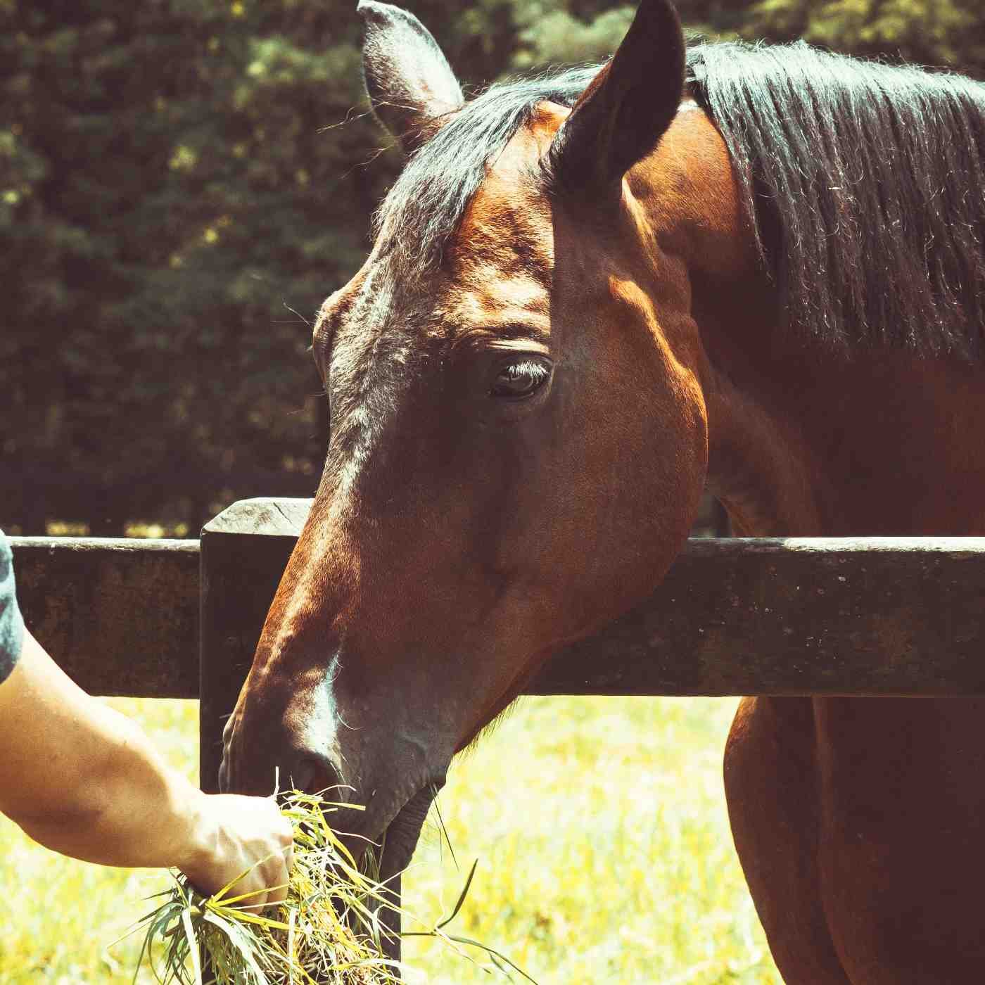 Tratador e o cavalo