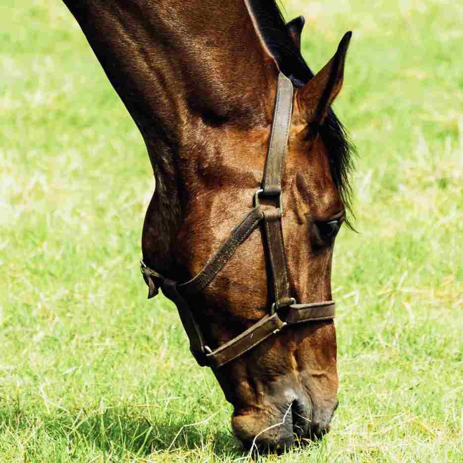Cavalo pastando