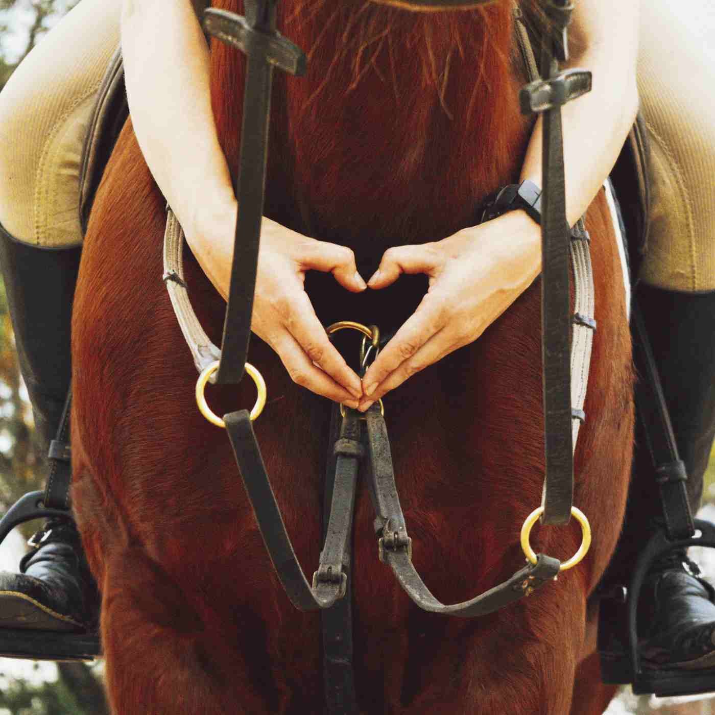 Cavalos bem cuidados, cavaleiros felizes