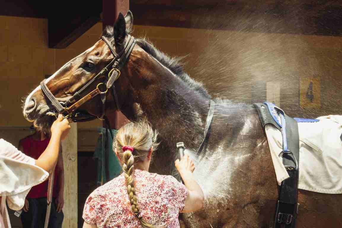 Cuidado da higiene dos cavalos