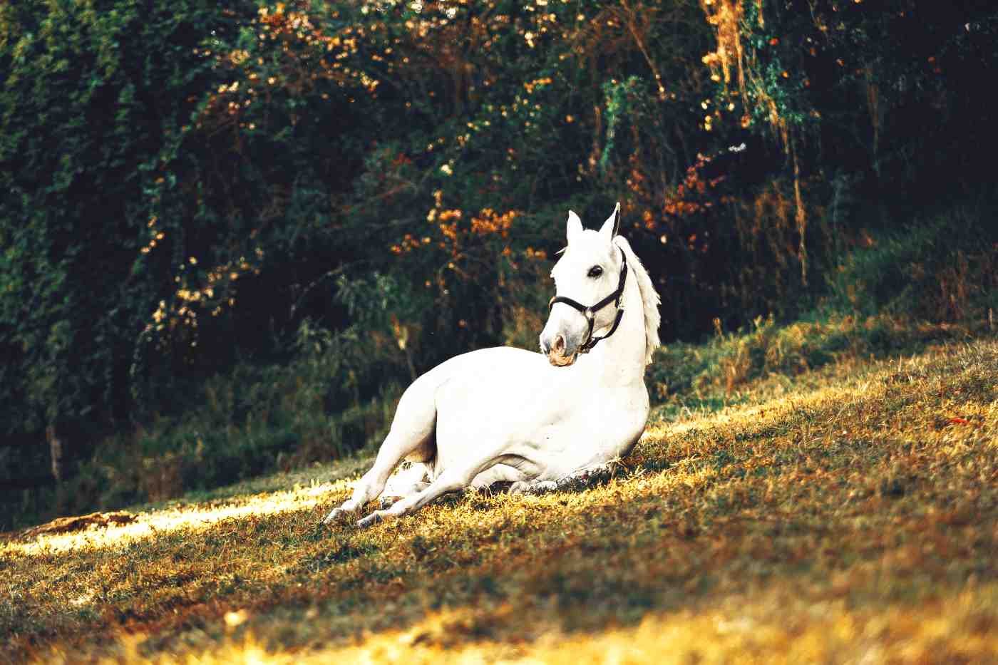 Cavalo deitado no pasto